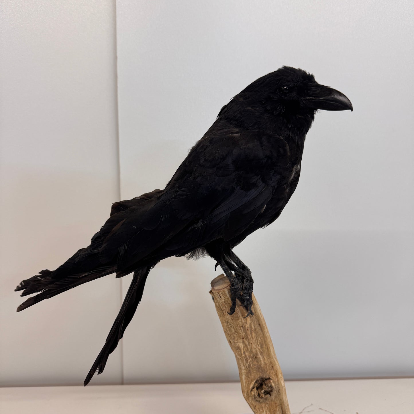 Opgezette Kraai – Uniek Decoratiestuk