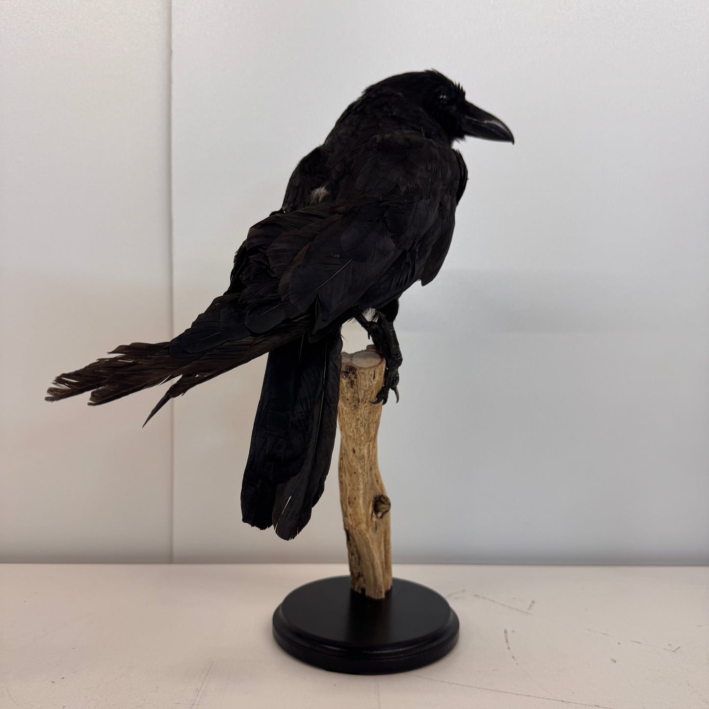 Opgezette Kraai – Uniek Decoratiestuk
