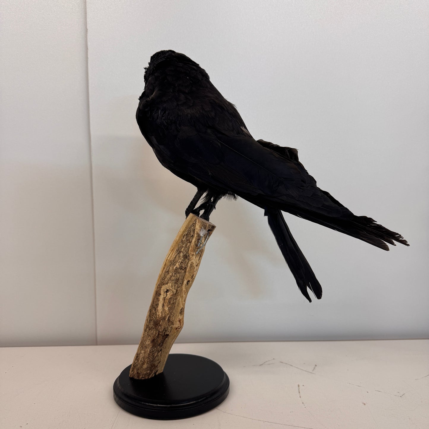 Opgezette Kraai – Uniek Decoratiestuk