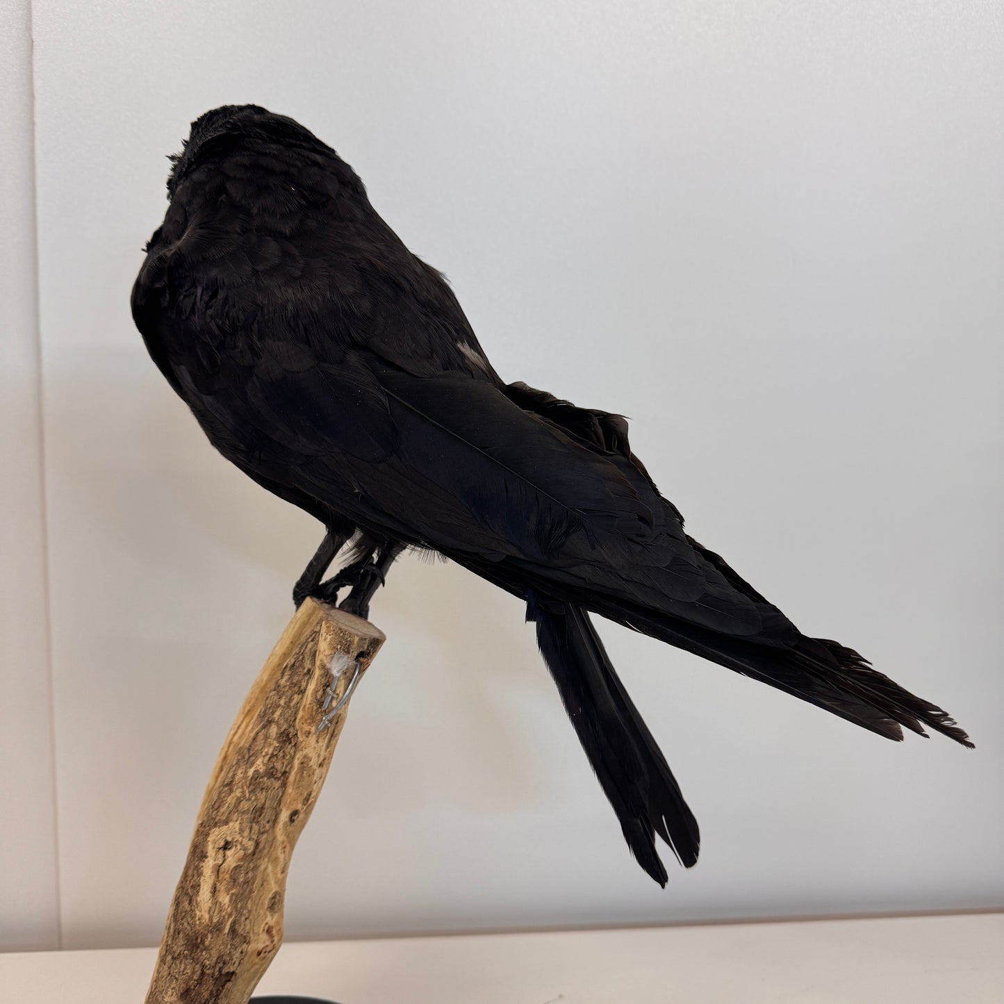 Opgezette Kraai – Uniek Decoratiestuk