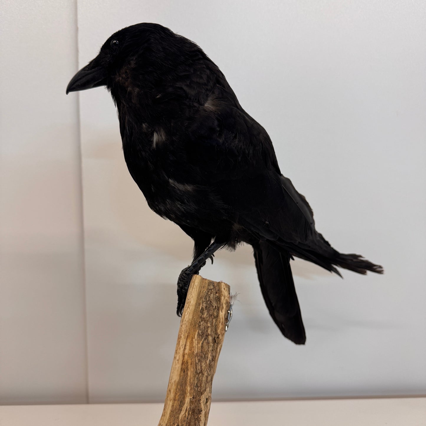 Opgezette Kraai – Uniek Decoratiestuk