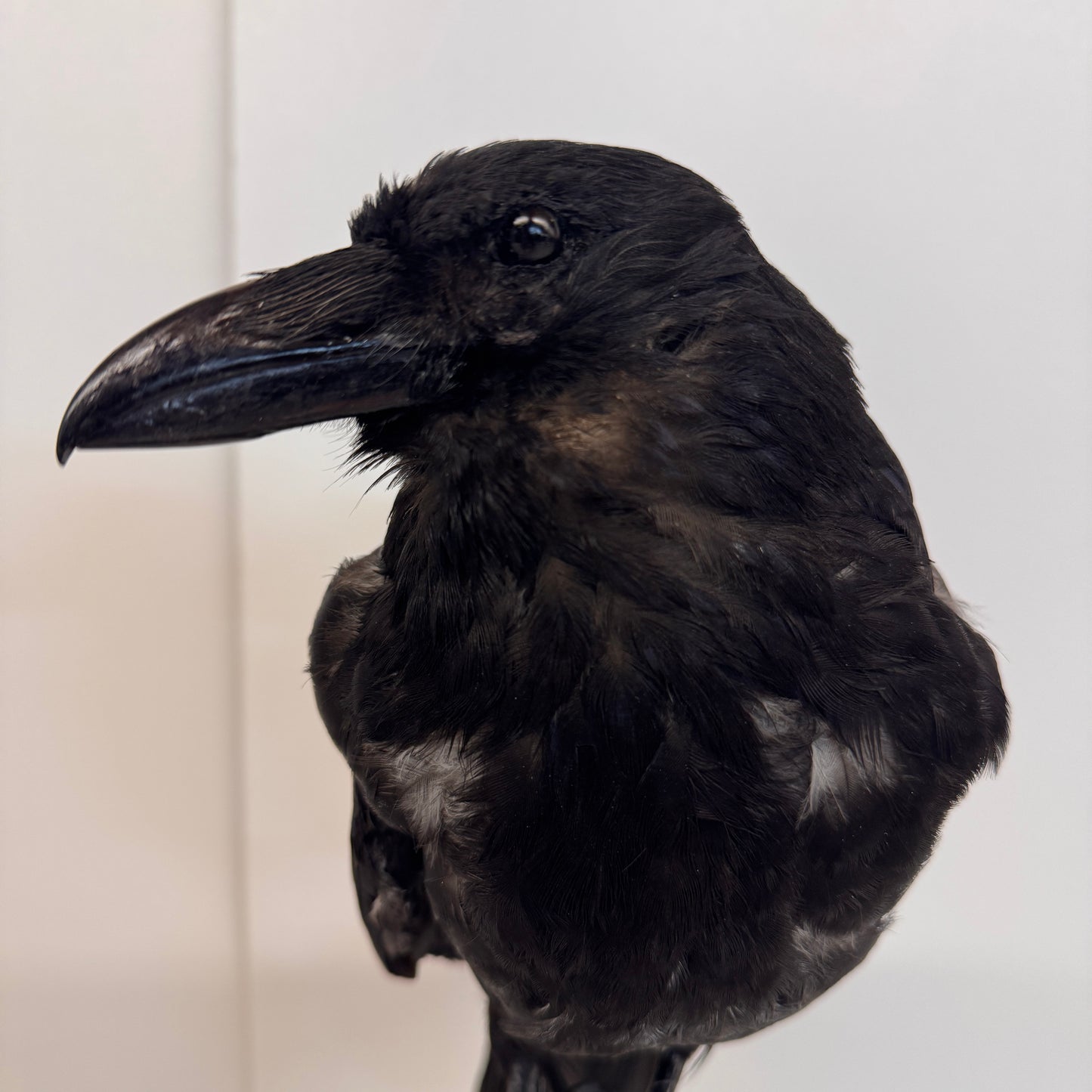 Opgezette Kraai – Uniek Decoratiestuk