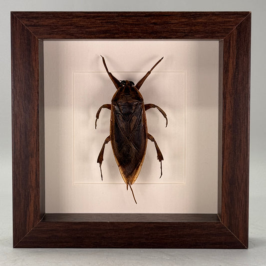 Opgezette Reuzenwaterwants in Luxe Diepe Lijst – 16×16×4,5 cm