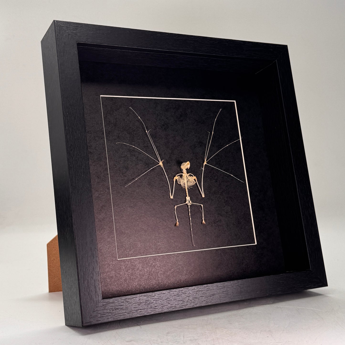 Vleermuisskelet – Pipistrellus imbricatus – In Luxe Diepe Lijst (25×25×4,5 cm)