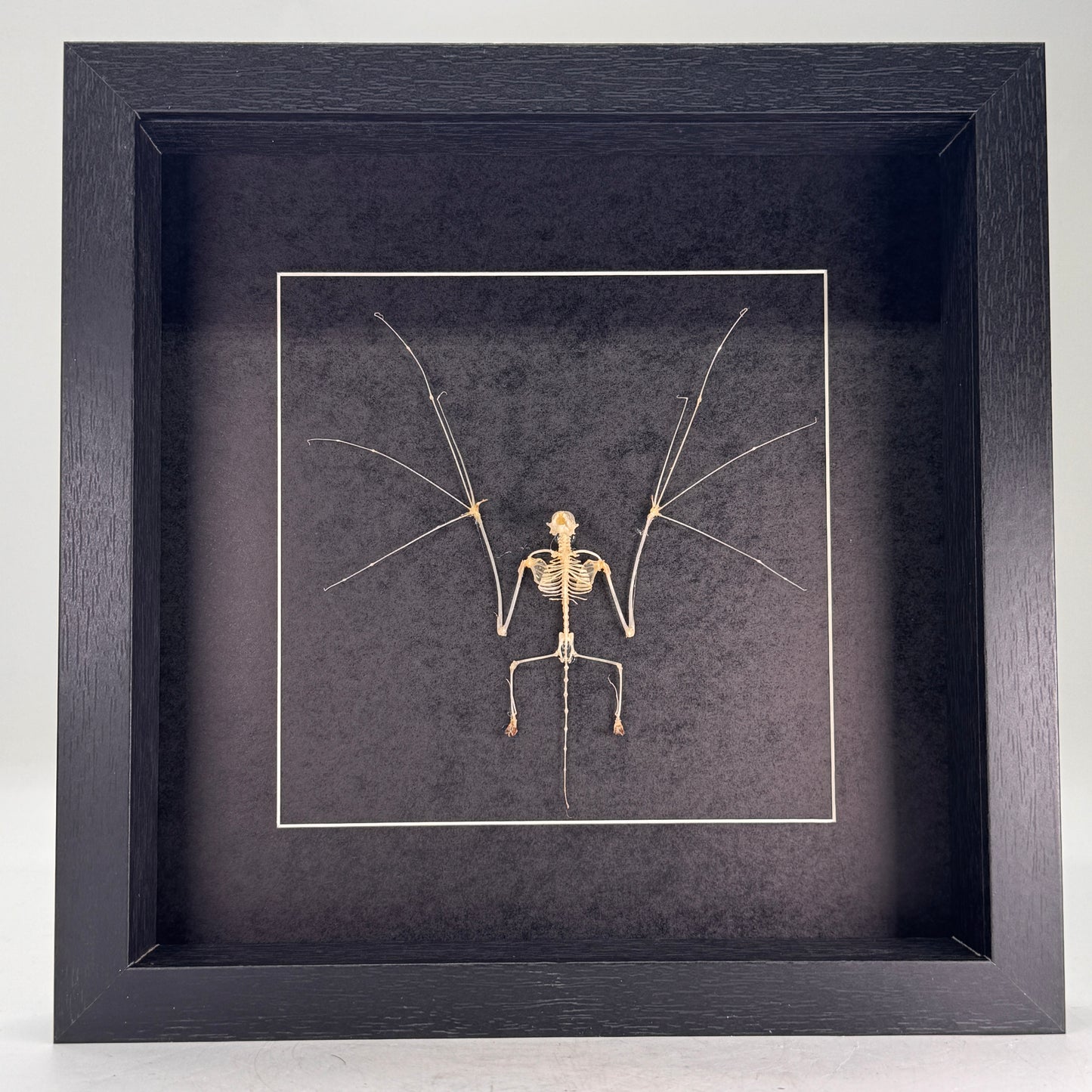 Vleermuisskelet – Pipistrellus imbricatus – In Luxe Diepe Lijst (25×25×4,5 cm)