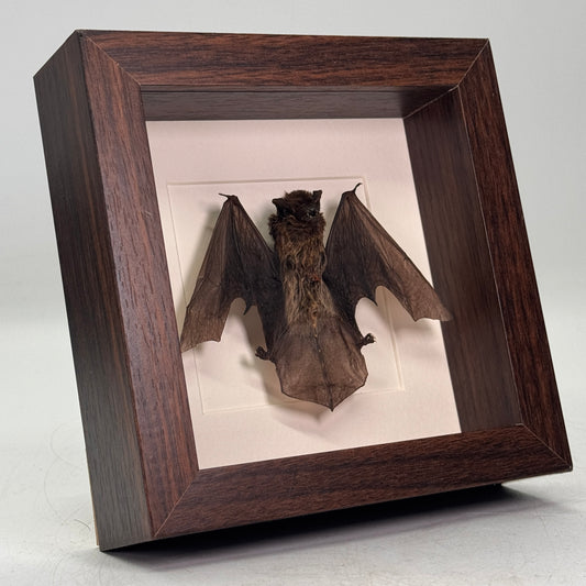 Opgezette Kleine Vleermuis – Pipistrellus javanicus – In Luxe Passe-Partout Lijst