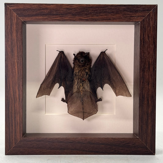 Opgezette Kleine Vleermuis – Pipistrellus javanicus – In Luxe Passe-Partout Lijst