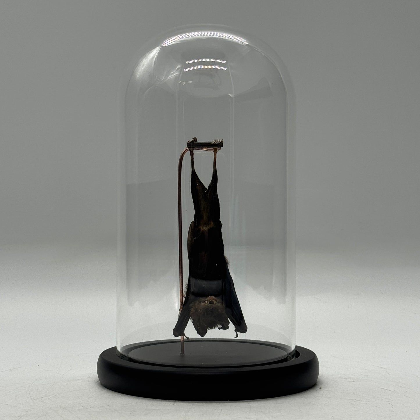 Hangende vleermuis (Pipistrellus kuhlii) in glazen stolp