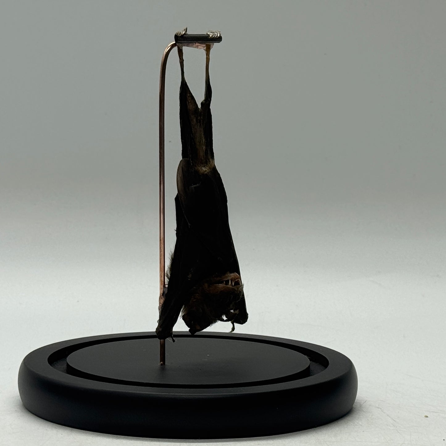 Hangende vleermuis (Pipistrellus kuhlii) in glazen stolp