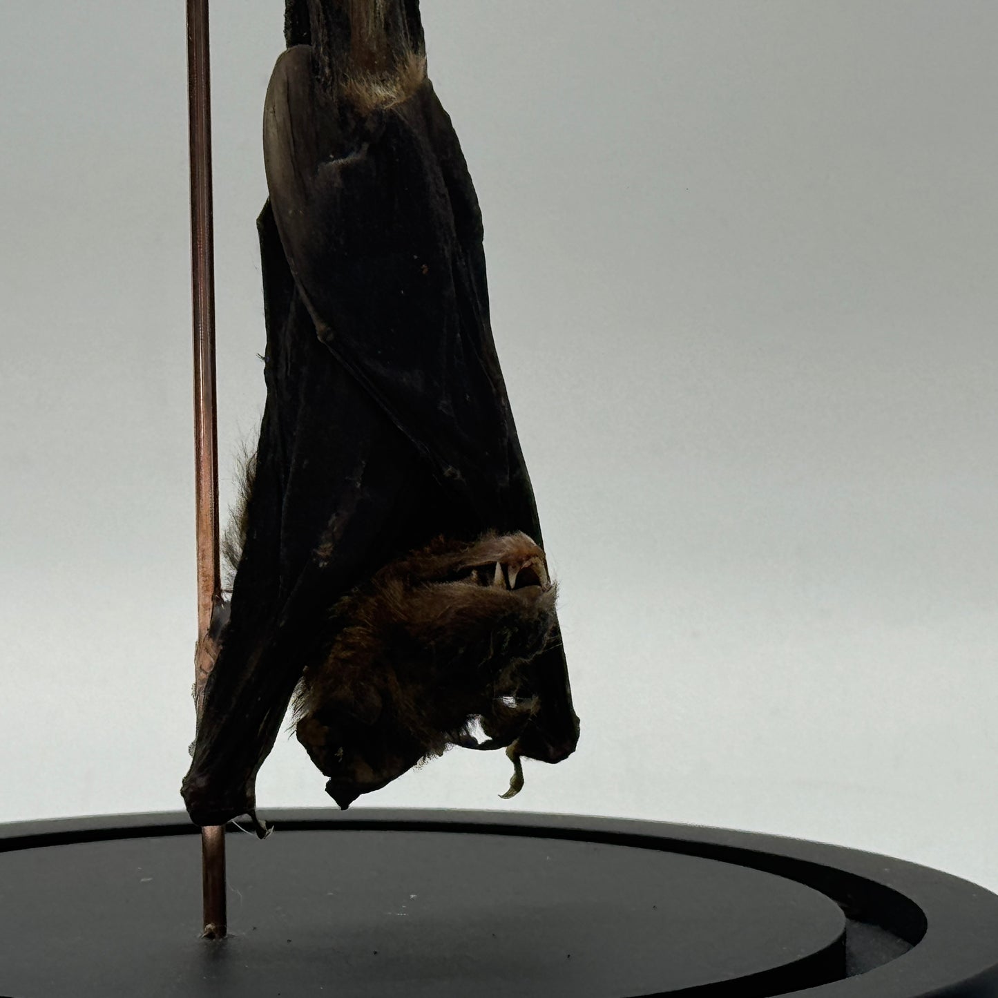 Hangende vleermuis (Pipistrellus kuhlii) in glazen stolp