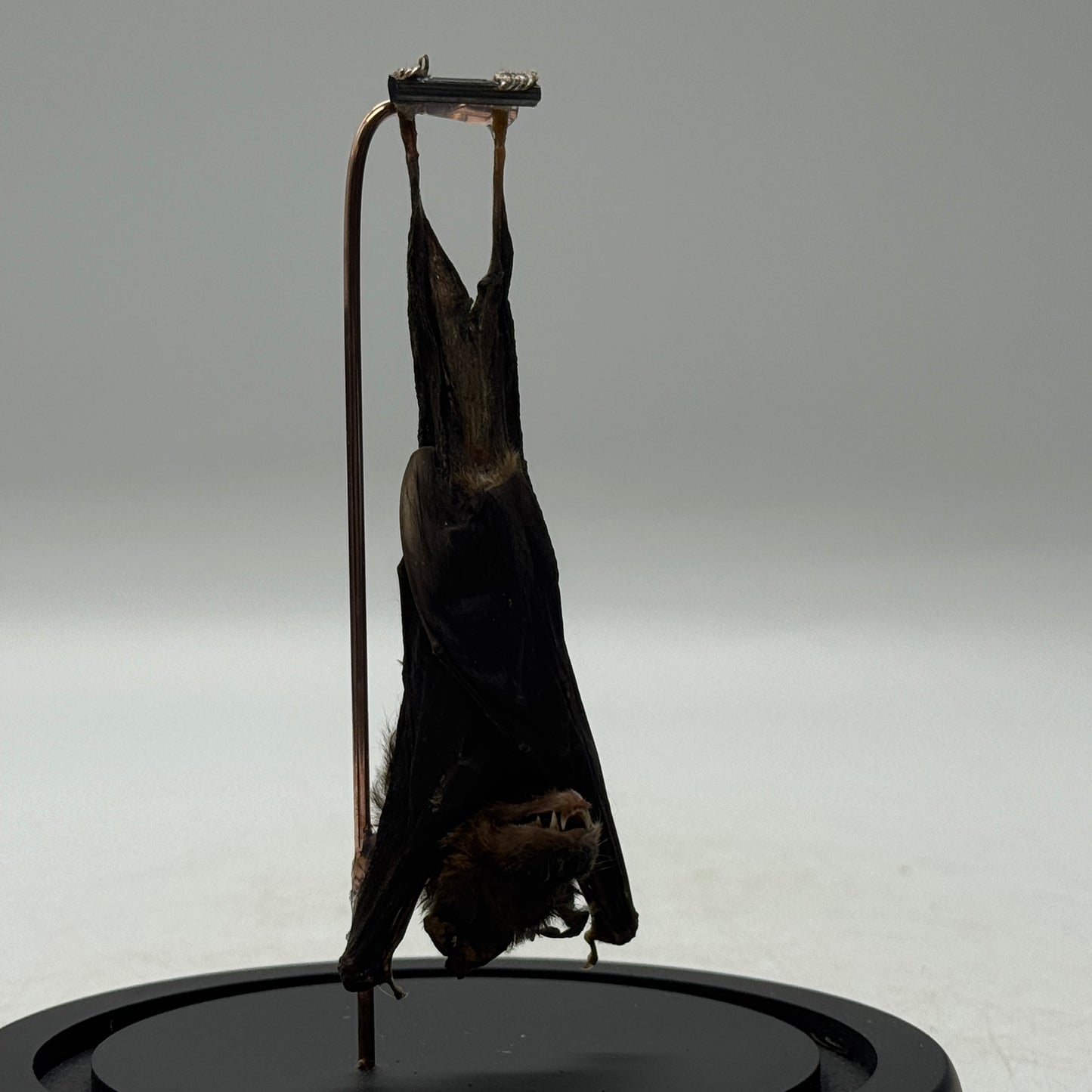 Hangende vleermuis (Pipistrellus kuhlii) in glazen stolp