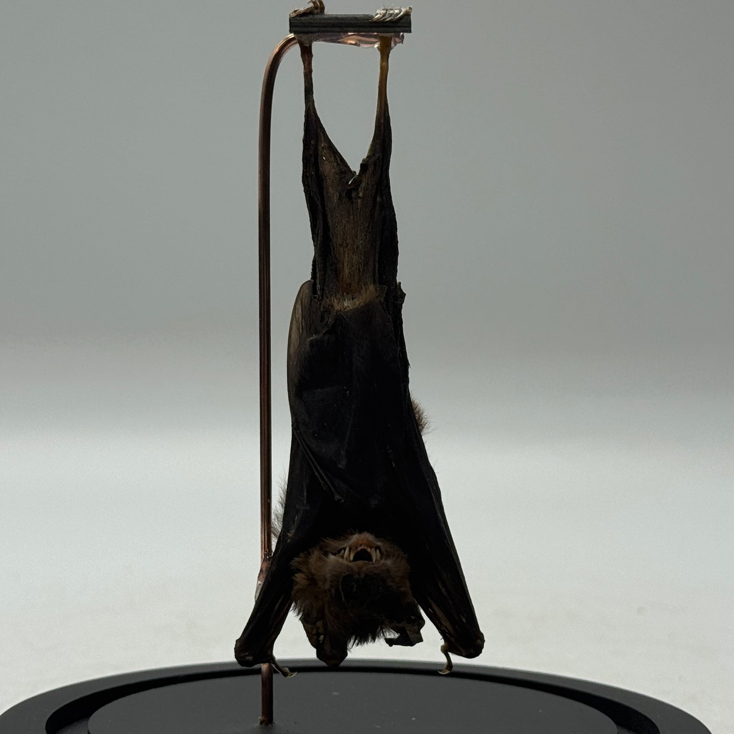Hangende vleermuis (Pipistrellus kuhlii) in glazen stolp