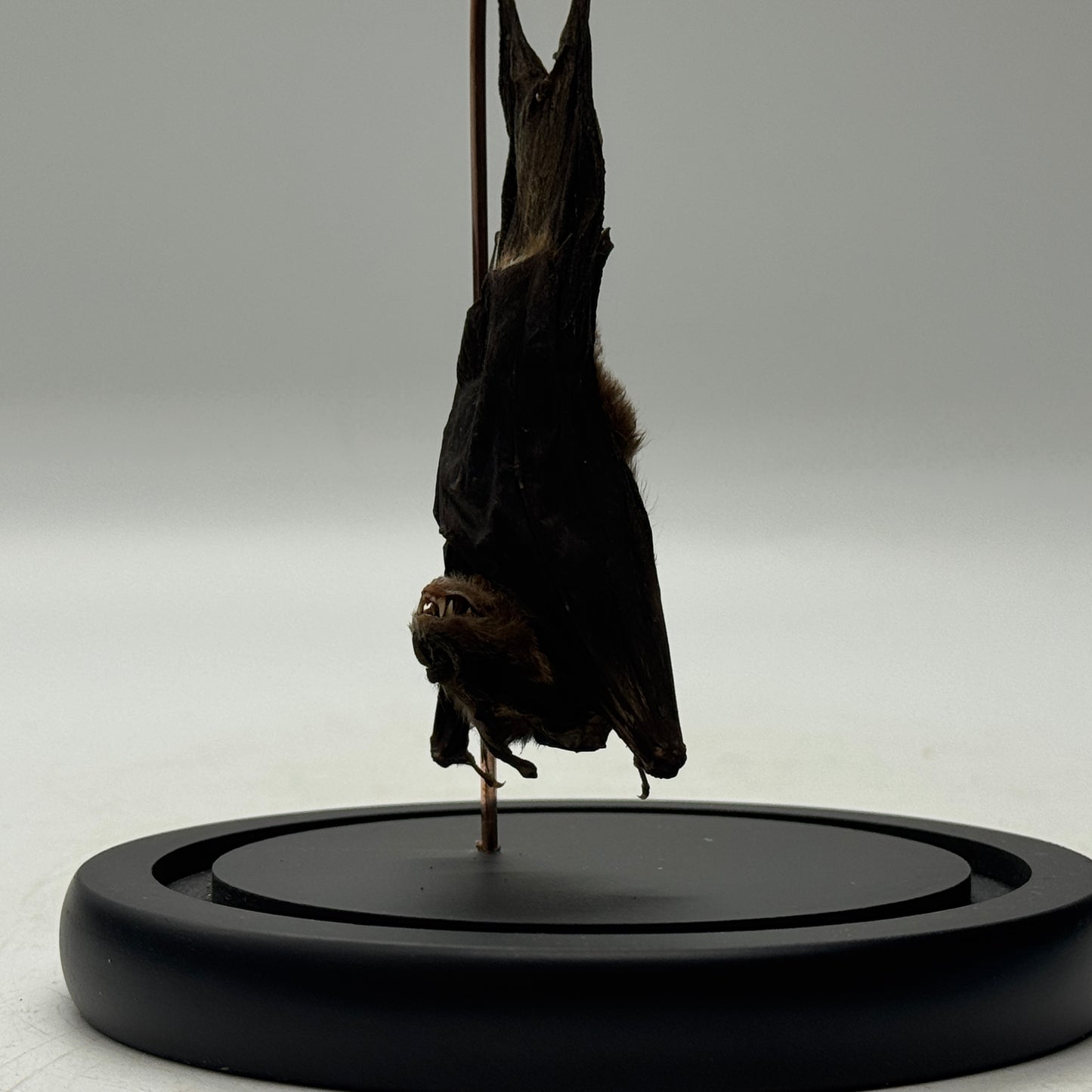 Hangende vleermuis (Pipistrellus kuhlii) in glazen stolp