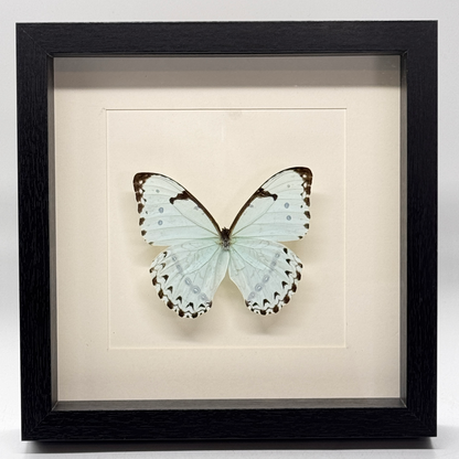 Morpho catenarius in diepe lijst  25x25 cm