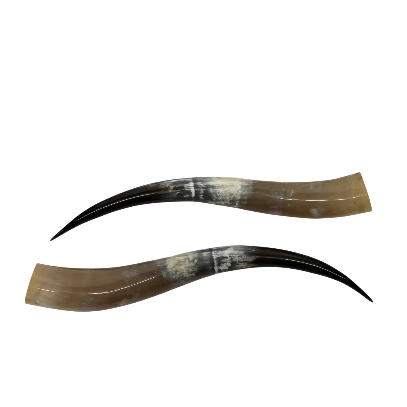 Longhorn Hoorn set – Gepolijst & Natuurlijk 65 cm