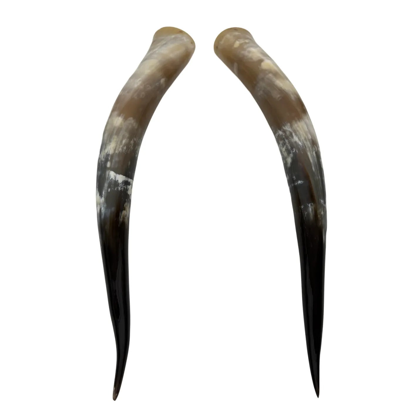 Longhorn Hoorn set – Gepolijst & Natuurlijk 65 cm