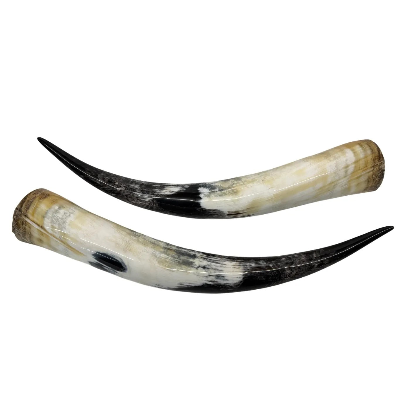 Longhorn Hoorn set – Gepolijst & Natuurlijk 68 cm