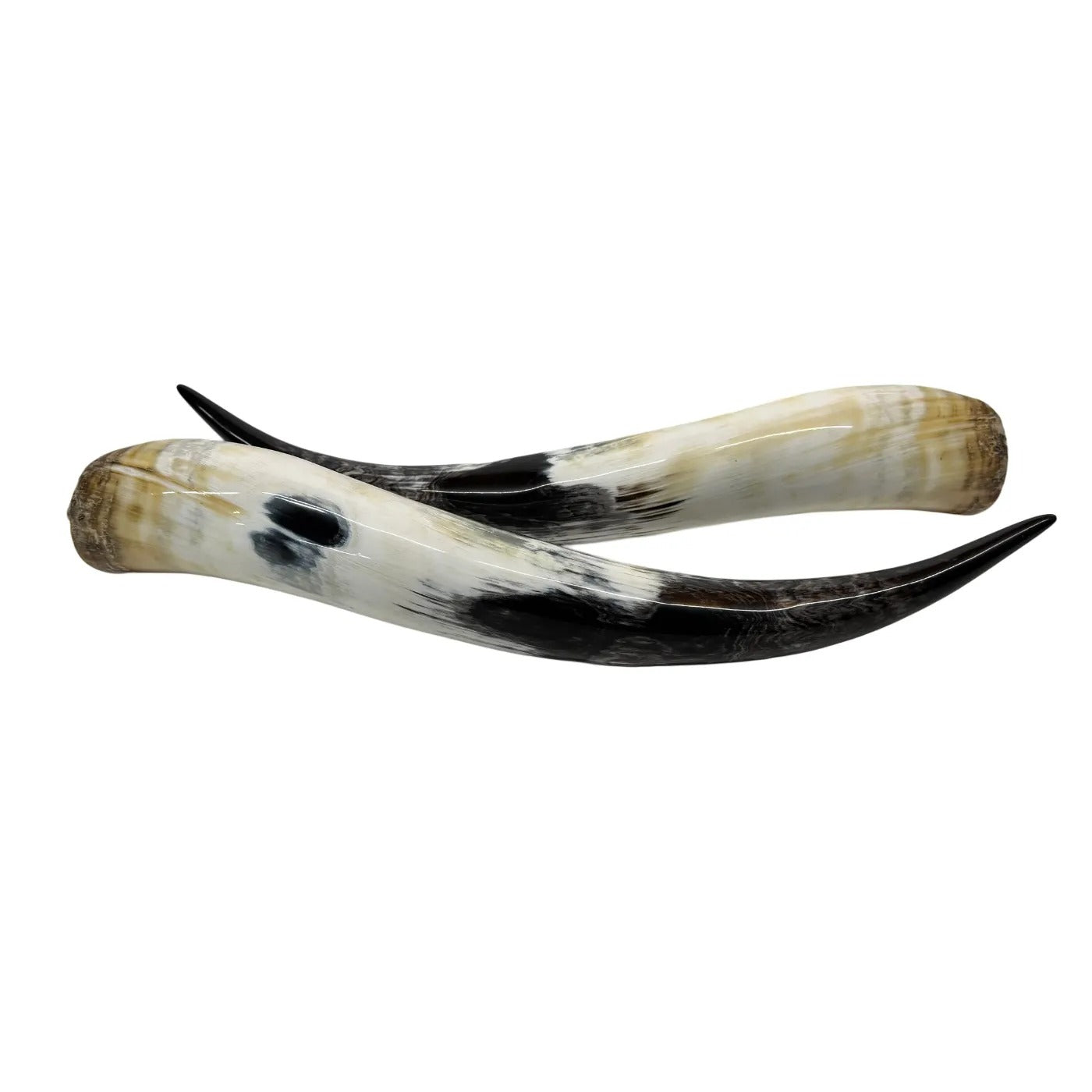 Longhorn Hoorn set – Gepolijst & Natuurlijk 68 cm