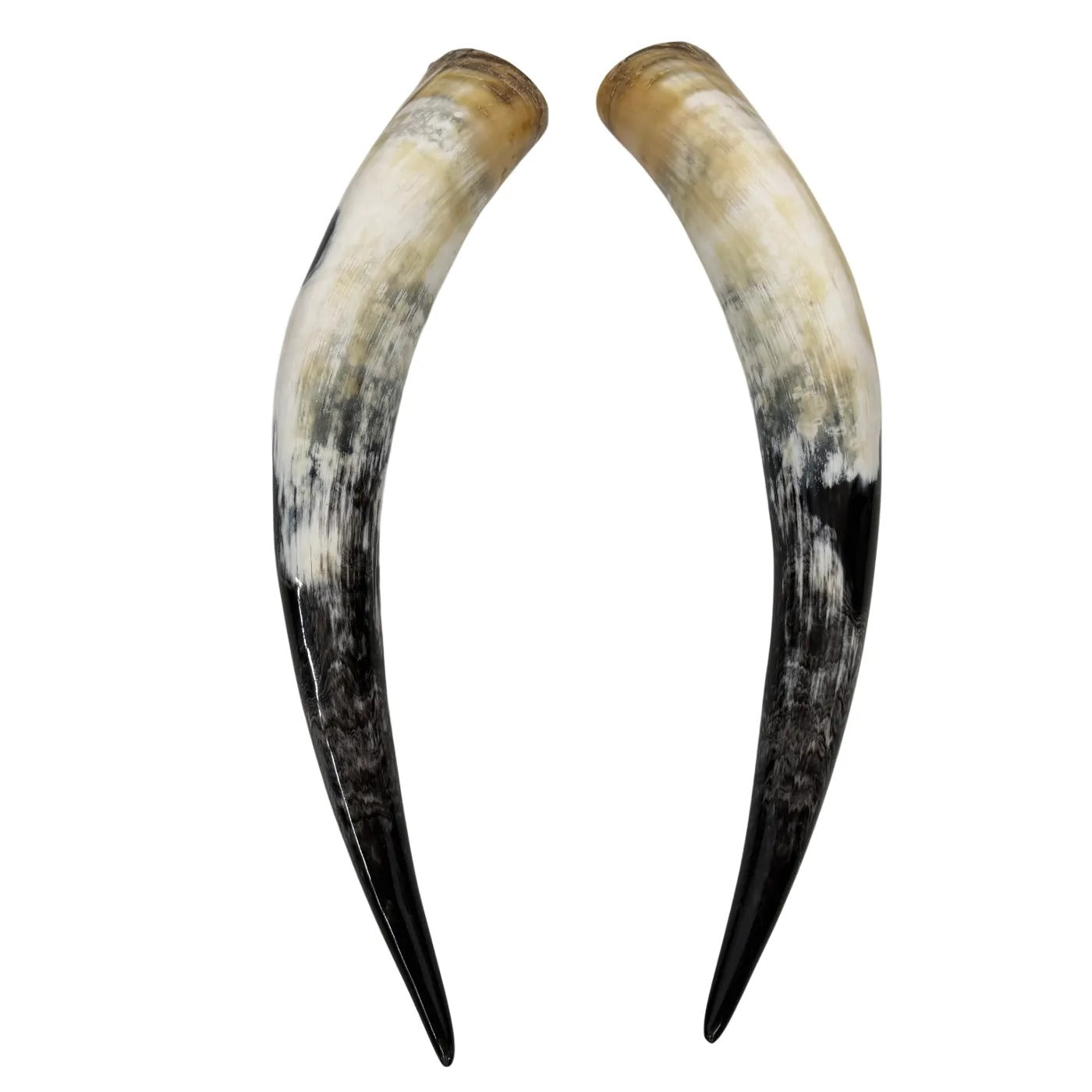Longhorn Hoorn set – Gepolijst & Natuurlijk 68 cm