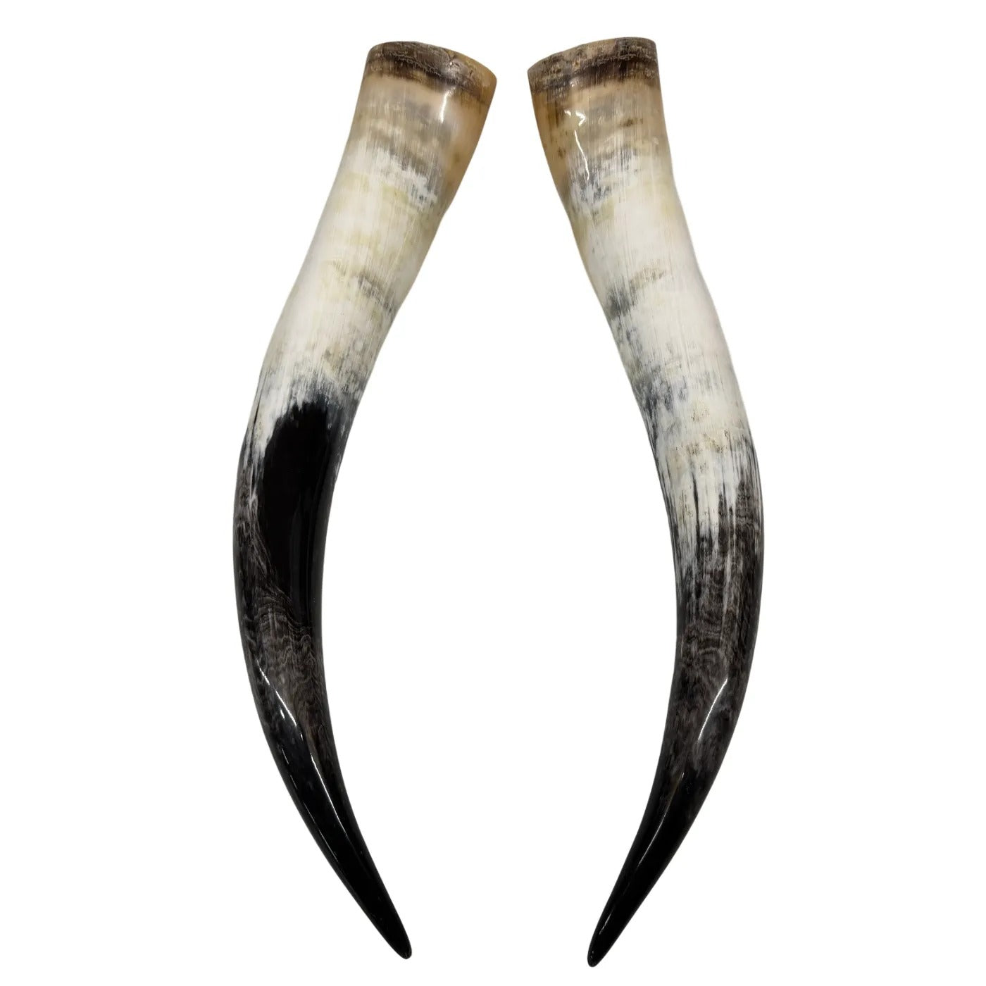 Longhorn Hoorn set – Gepolijst & Natuurlijk 68 cm