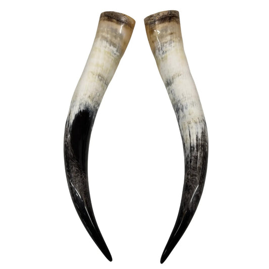 Longhorn Hoorn set – Gepolijst & Natuurlijk 68 cm