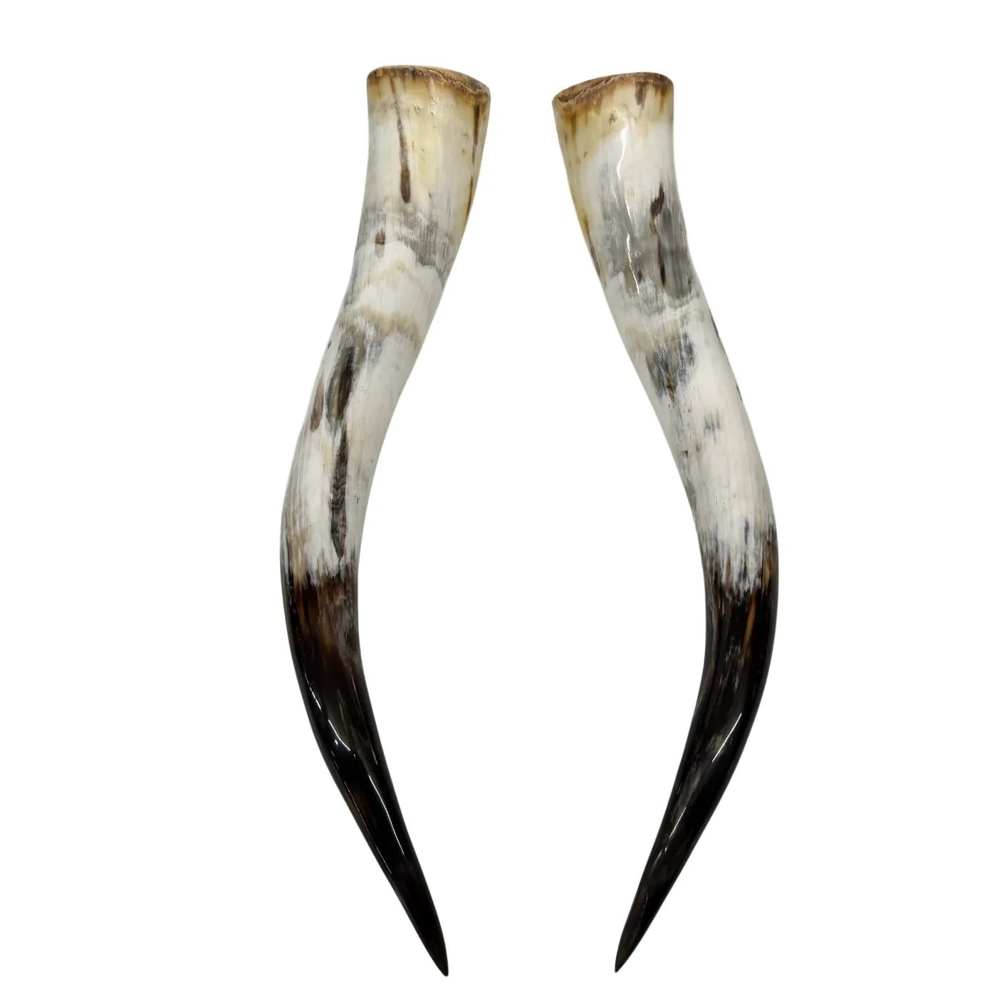 Longhorn Hoorn set – Gepolijst & Natuurlijk 66 cm
