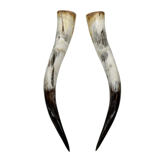 Longhorn Hoorn set – Gepolijst & Natuurlijk 66 cm