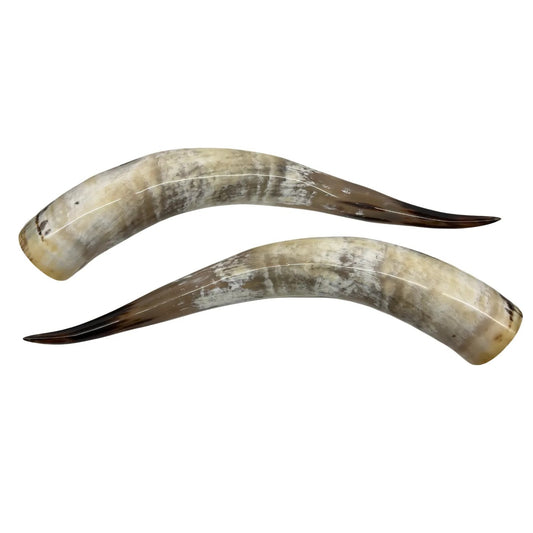 Longhorn Hoorn set – Gepolijst & Natuurlijk 71 cm