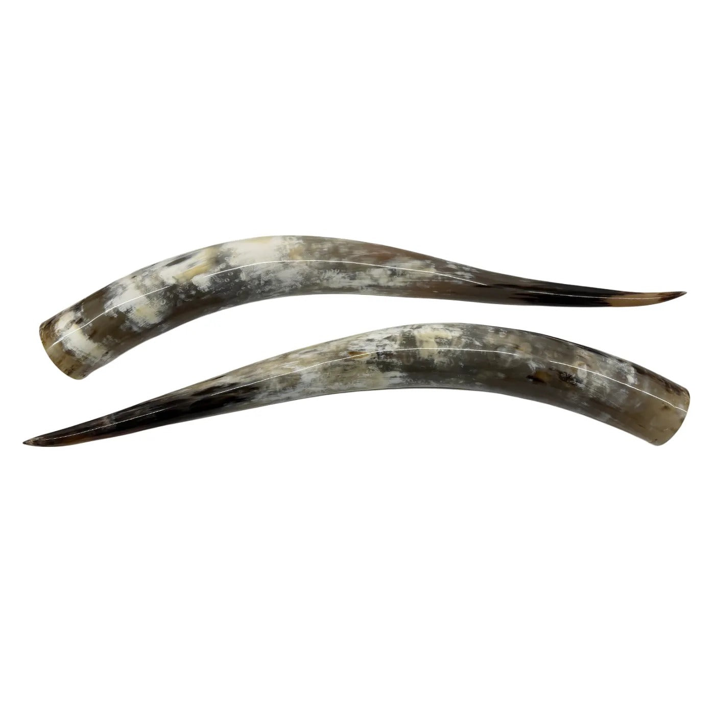 Longhorn Hoorn set – Gepolijst & Natuurlijk 69 cm