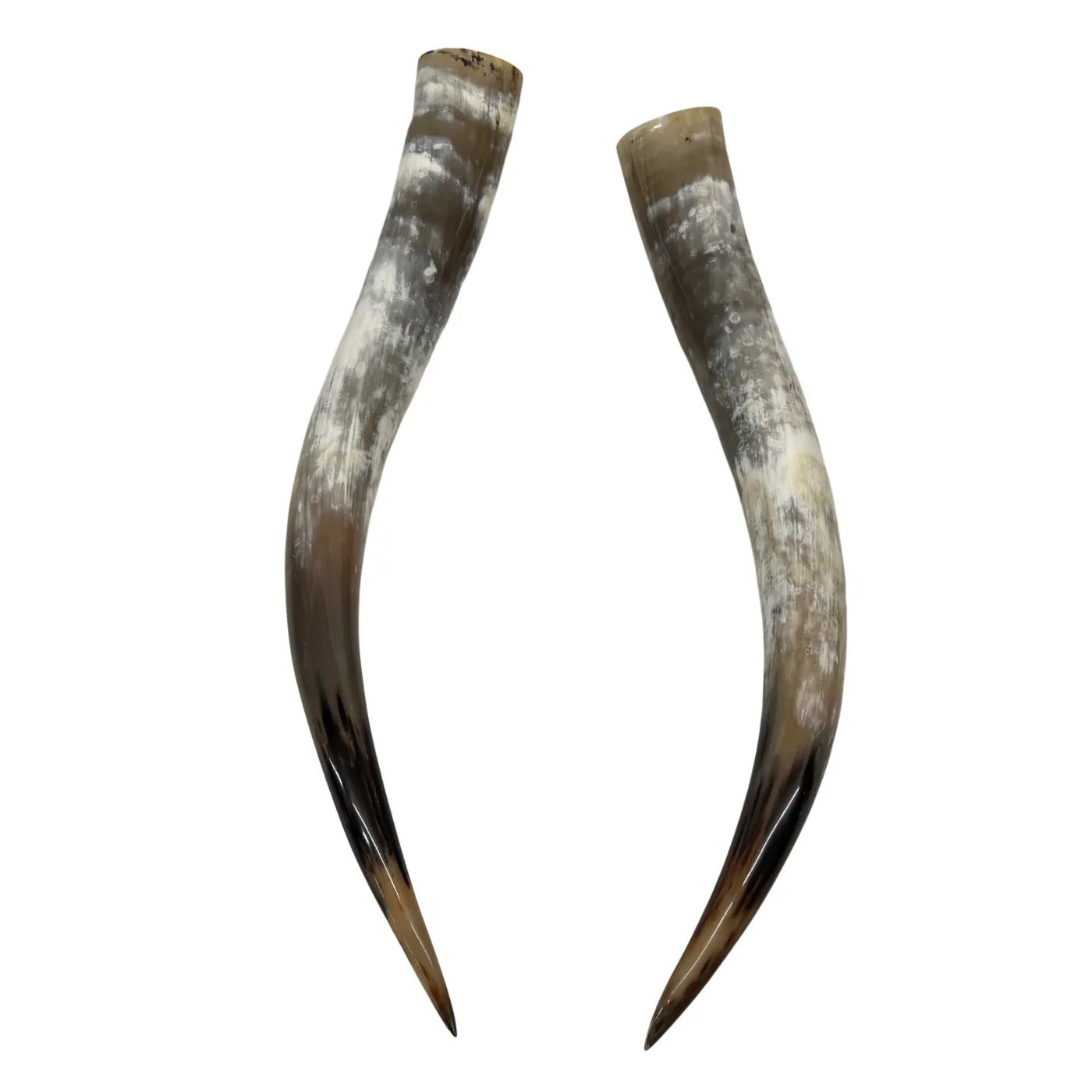 Longhorn Hoorn set – Gepolijst & Natuurlijk 69 cm