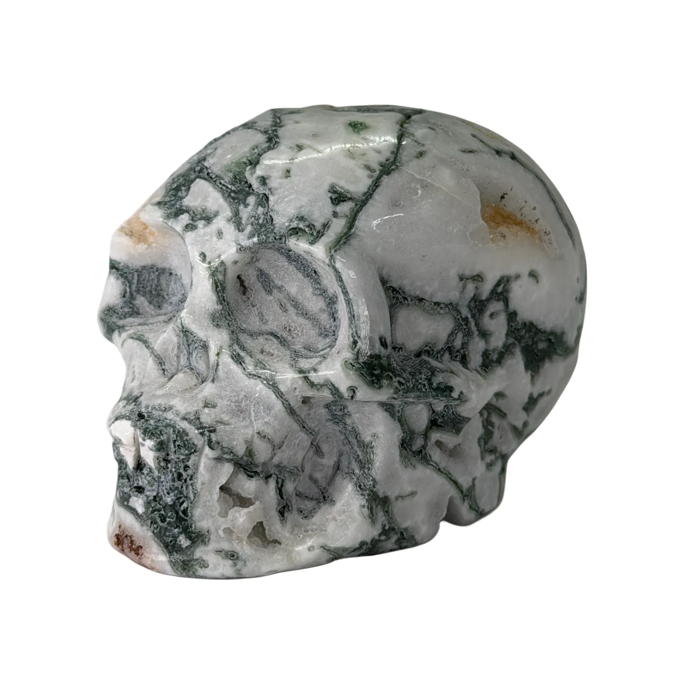 Schedel van mosagaat