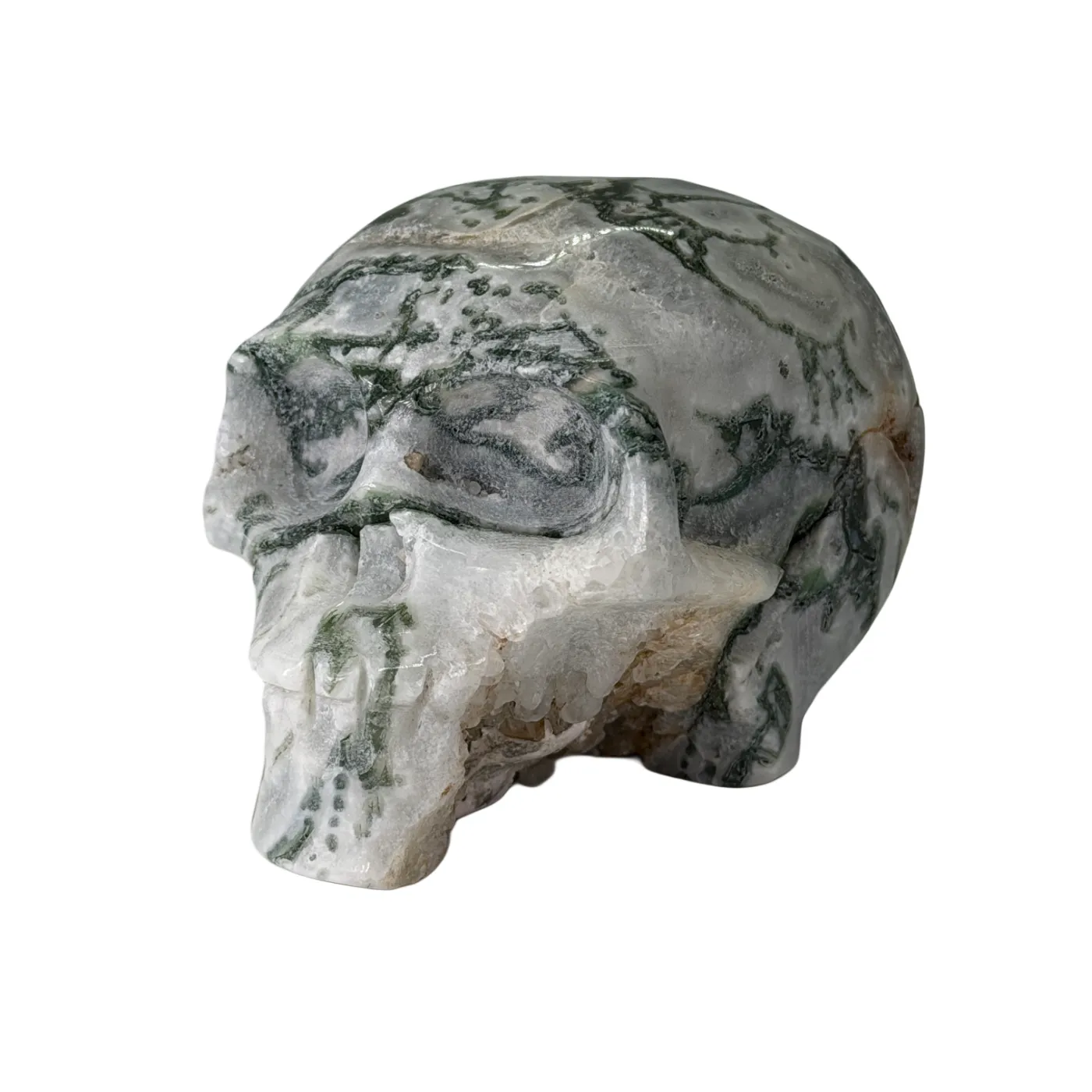 Schedel van mosagaat