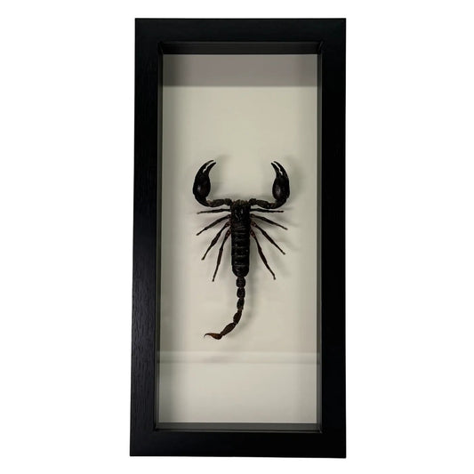 Beautiful mounted scorpion in rectangular frame - 33x16 cm