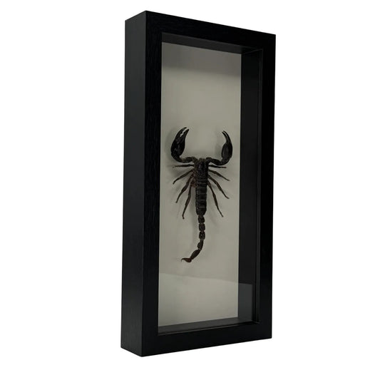 Beautiful mounted scorpion in rectangular frame - 33x16 cm