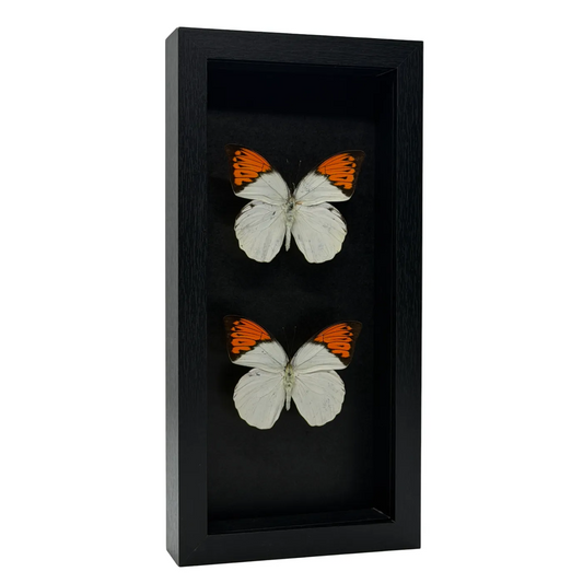 Twee Hebomoia Glaucippe Vlinders in Lijst – Zwarte Lijst – 33x16 cm