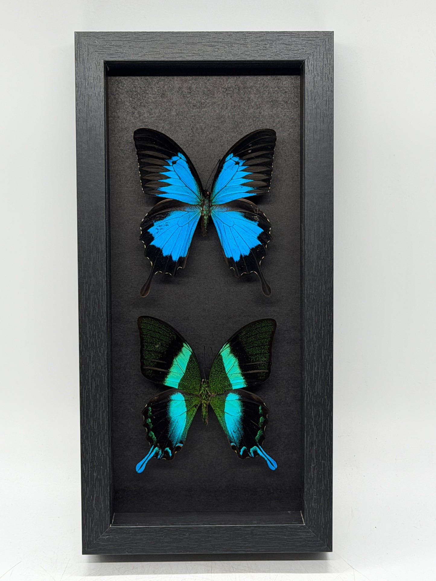 Papilio ulysses & Papilio blumei in luxe lijst