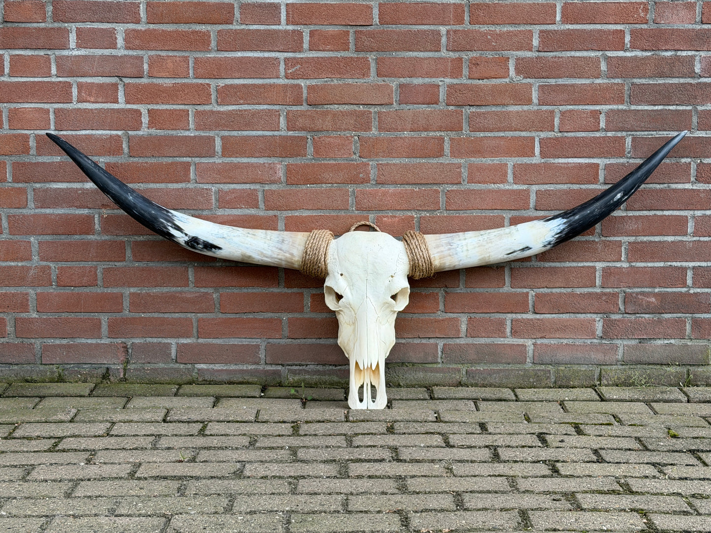Longhorn schedel