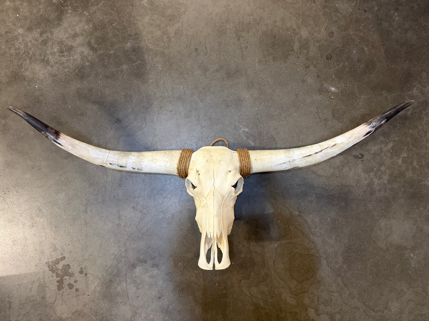 Longhorn schedel