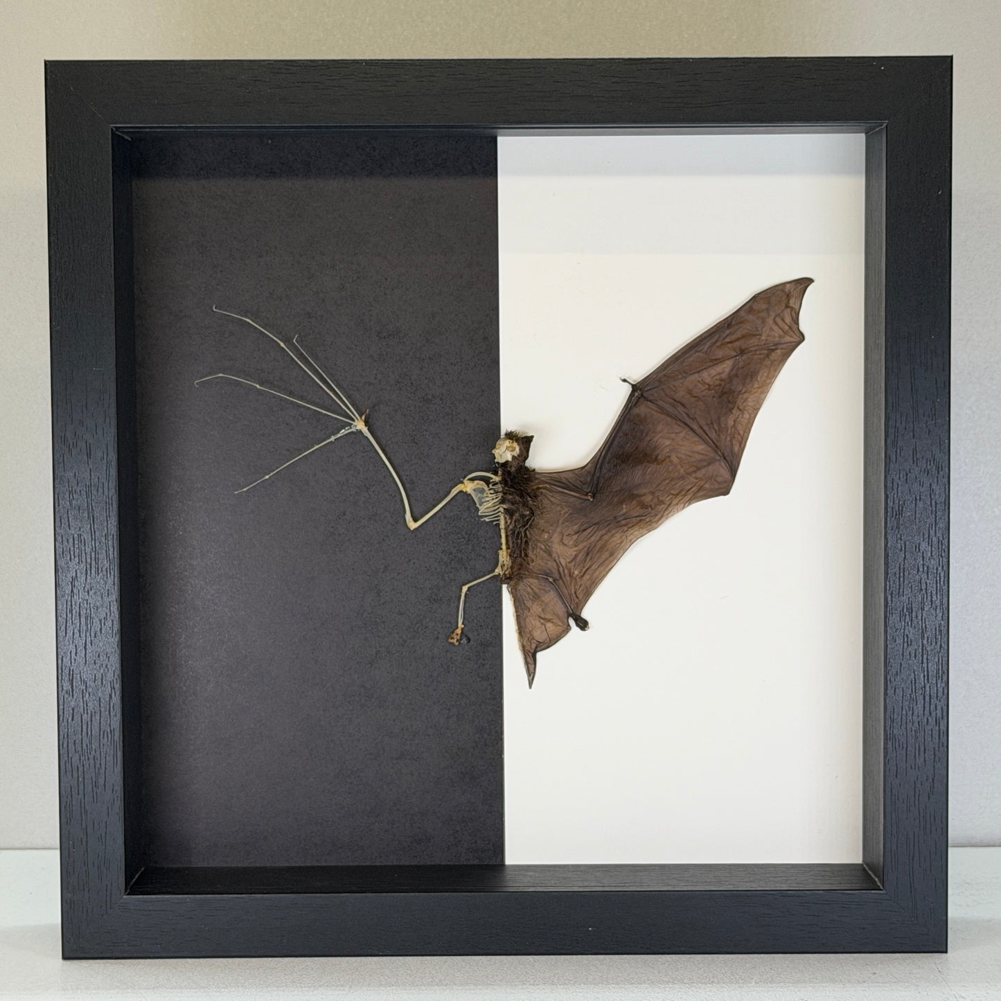 Bat skeleton – Pipistrellus imbricatus – In luxurious deep frame (25×25×4.5 cm)