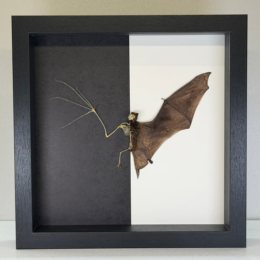 Squelette de chauve-souris – Pipistrellus imbricatus – Dans un luxueux cadre profond (25×25×4,5 cm)