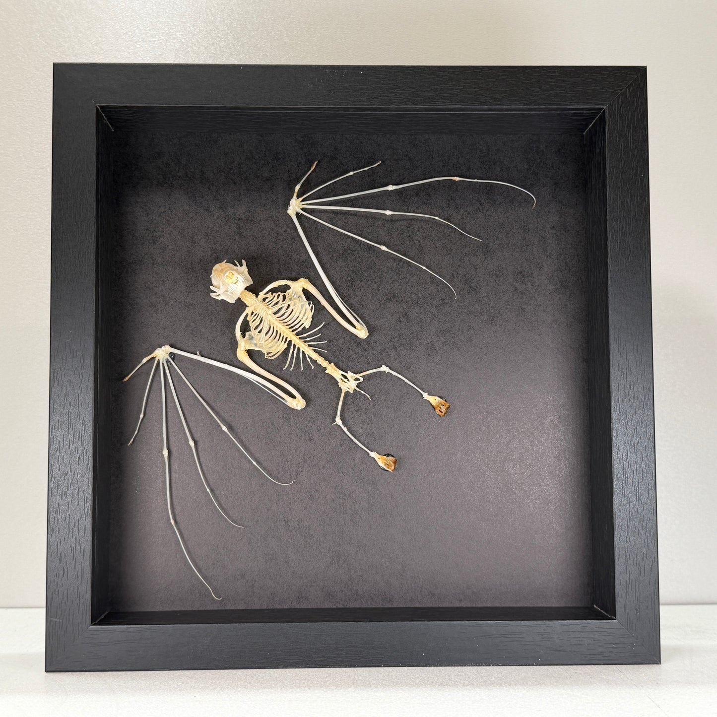 Cynopterus minutus – Squelette de chauve-souris dans un cadre luxueux