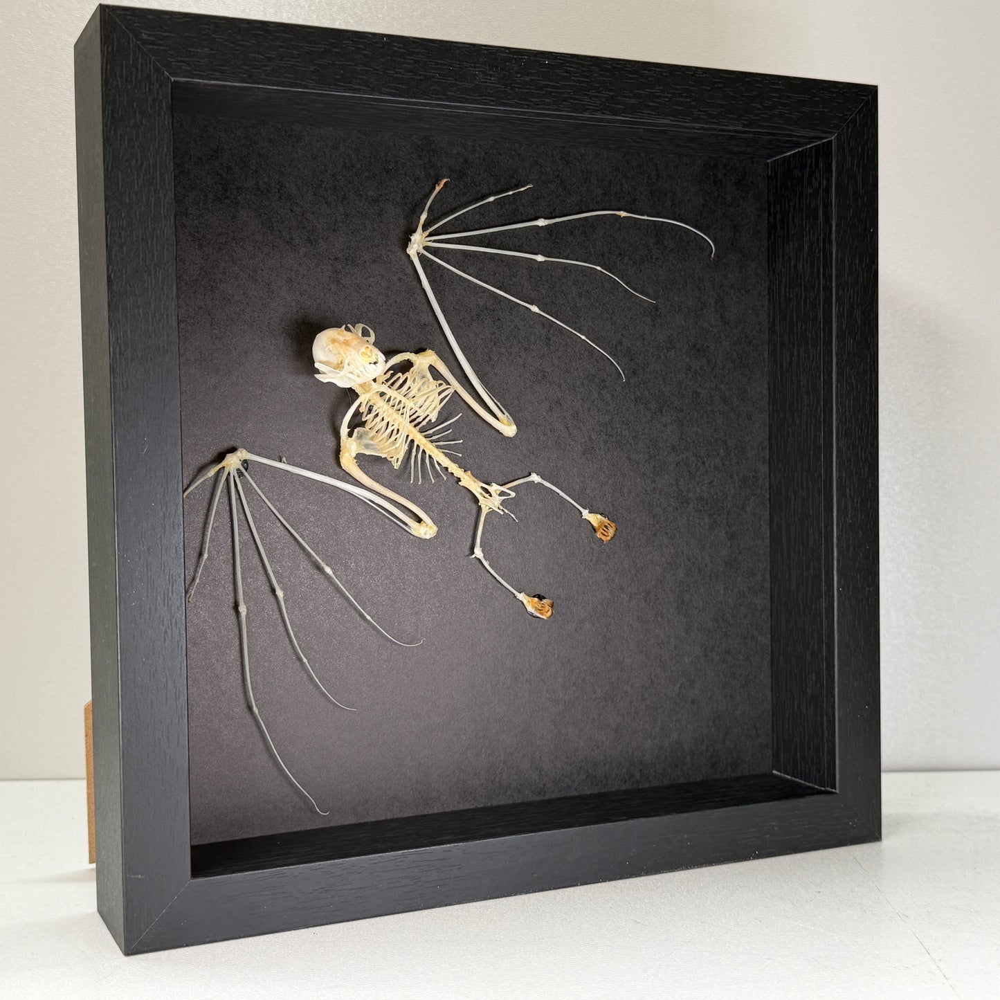 Cynopterus minutus – Squelette de chauve-souris dans un cadre luxueux