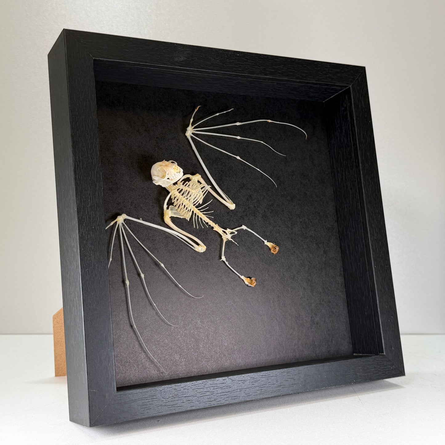 Cynopterus minutus – Squelette de chauve-souris dans un cadre luxueux