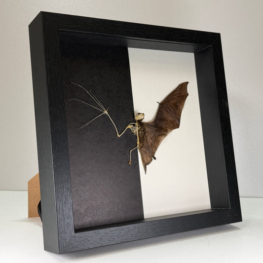 Squelette de chauve-souris – Pipistrellus imbricatus – Dans un luxueux cadre profond (25×25×4,5 cm)