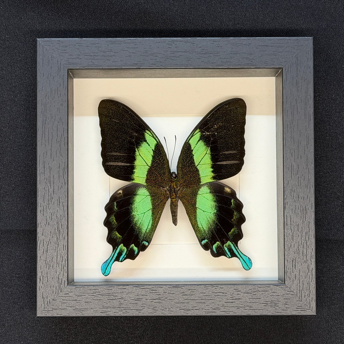 Papilio blumei vlinder in luxe lijst 16x16 cm