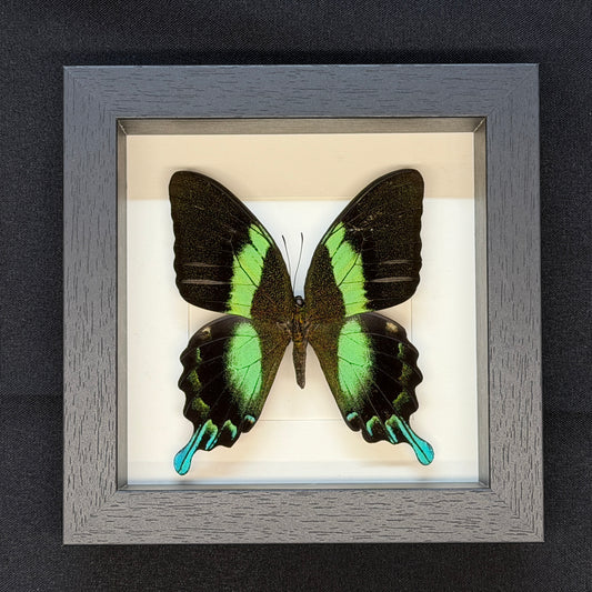 Papilio blumei vlinder in luxe lijst 16x16 cm