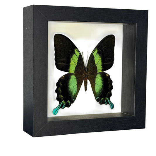 Papilio blumei vlinder in luxe lijst 16x16 cm