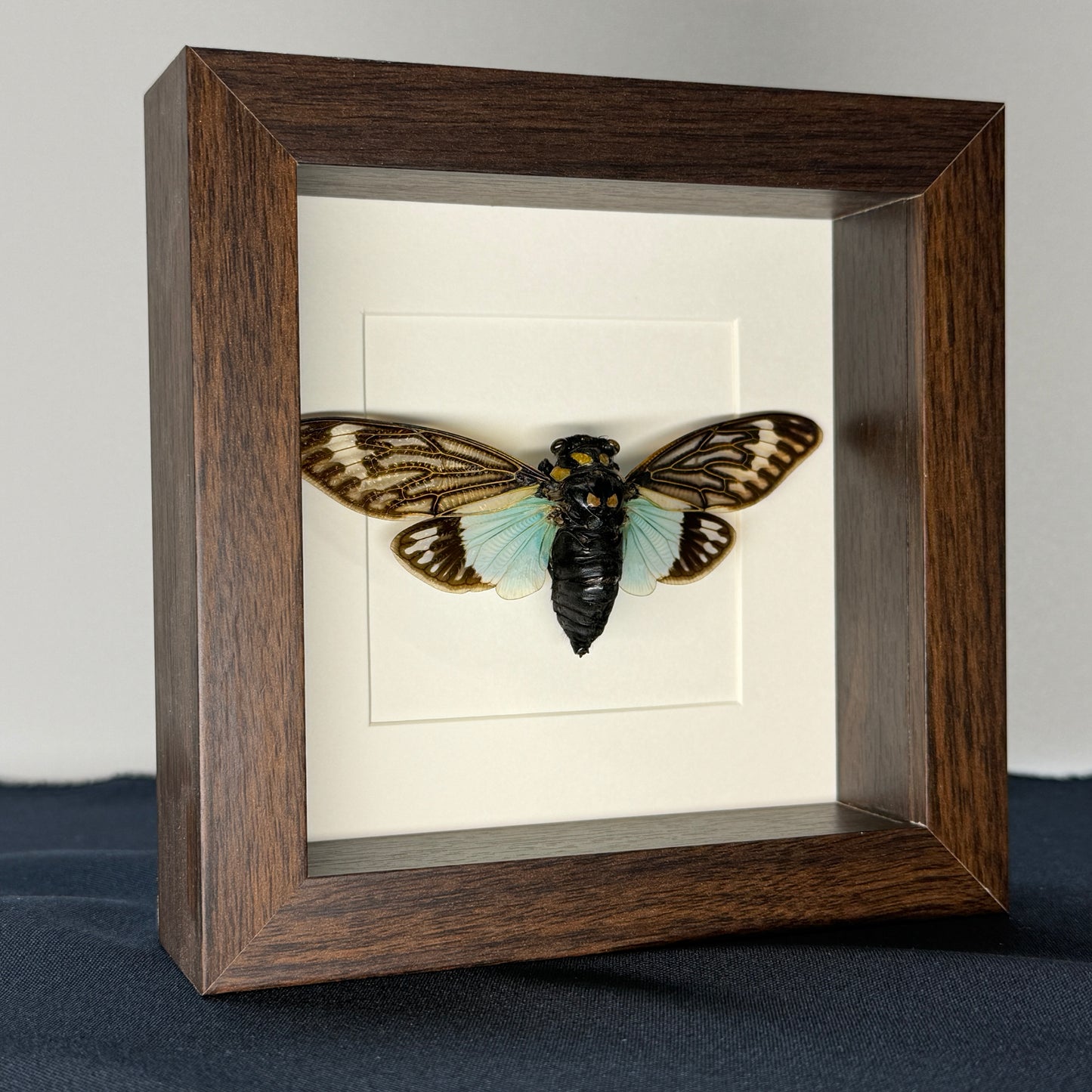 Tosena splendida cicade in luxe lijst 16x16 cm