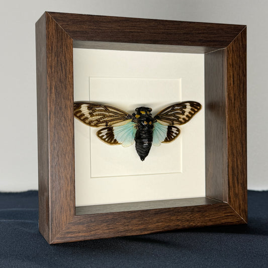 Urania ripheus in deep frame 25x25 cm