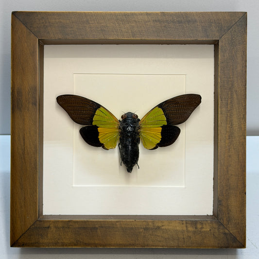 Cyclommatus metallifer beetle – passe partout 16×16